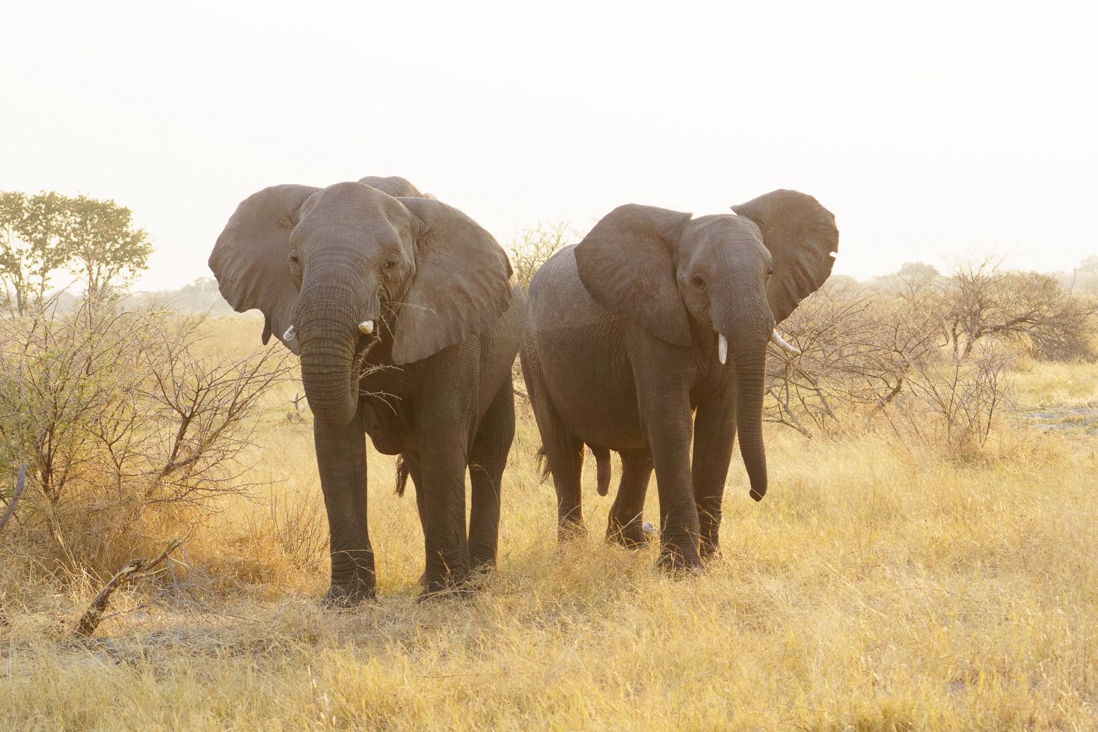 Elephants, Moremi Game Reserve, Botswana